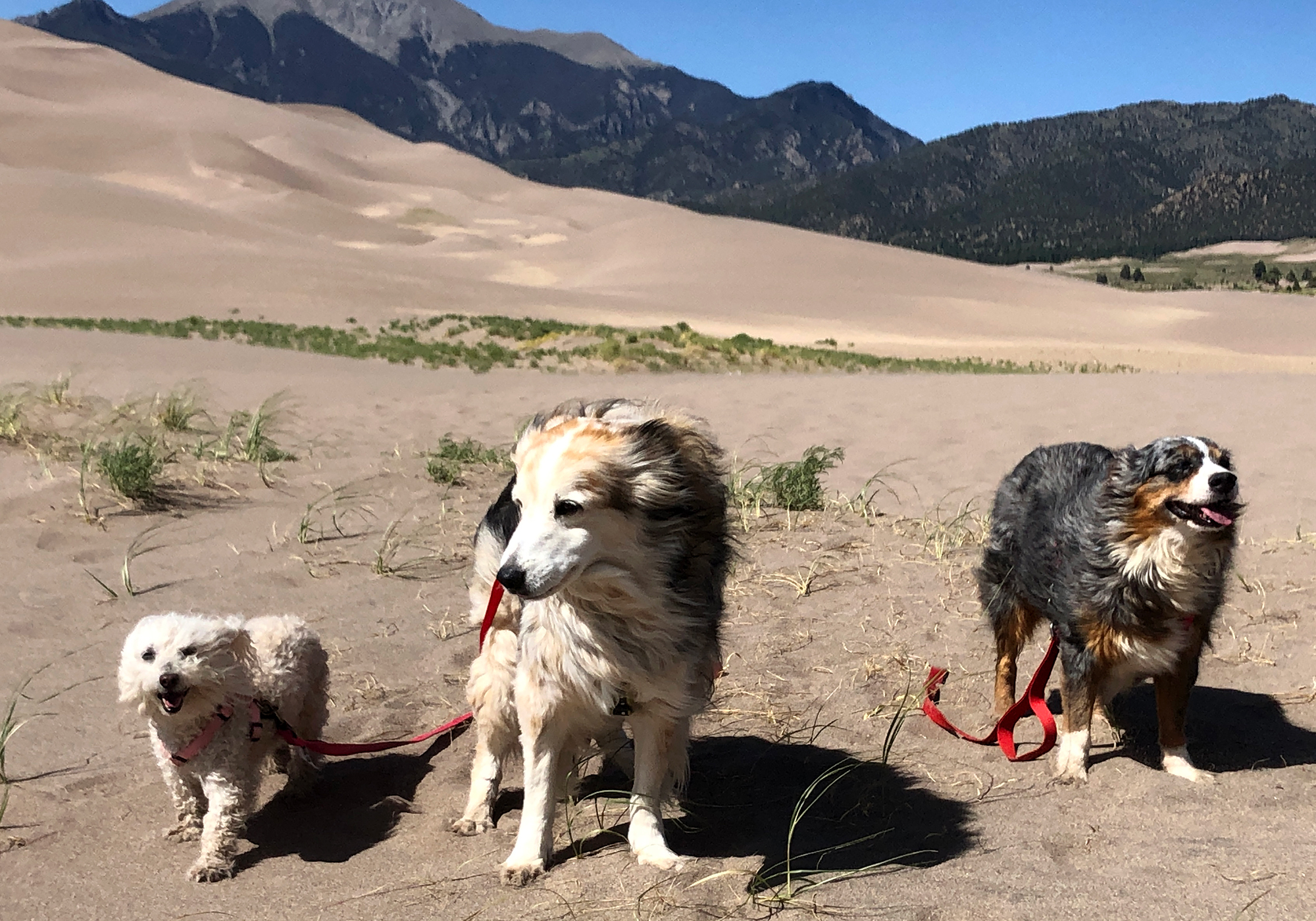 Dogs at Great Sand Dunes